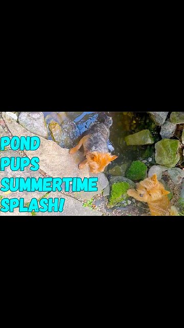 Pond Pups: Summertime Splash in my Backyard!