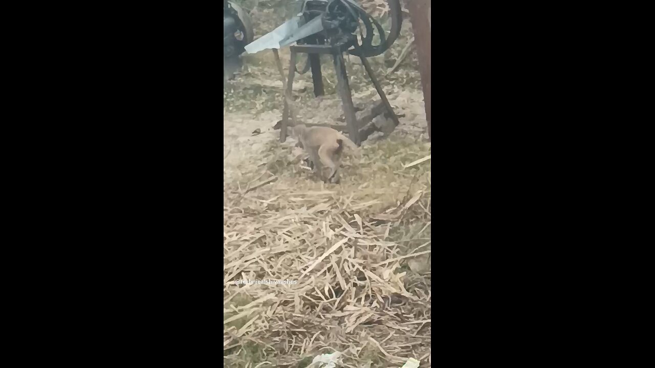 monkey🐒🐒 #funny #comedy#viral #trending #monkey #shorts #yt