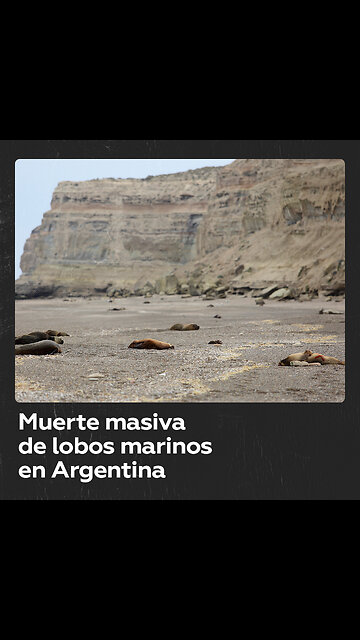Más de cien lobos marinos mueren por gripe aviar en Argentina