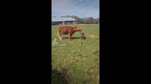 Momma cow loving baby calf.