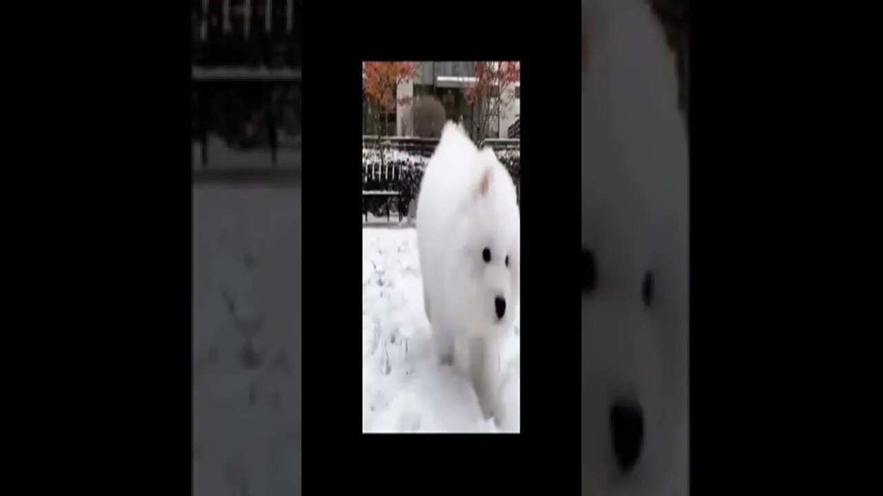 dog 31