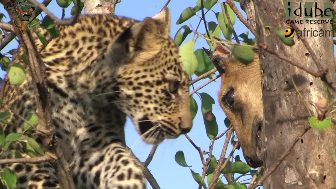 Leopard And Cub - Life Outside The Bushcamp - 19: Cub With A Duiker Meal