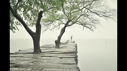 Beautiful Tree's in one frame || with relaxing sound and video