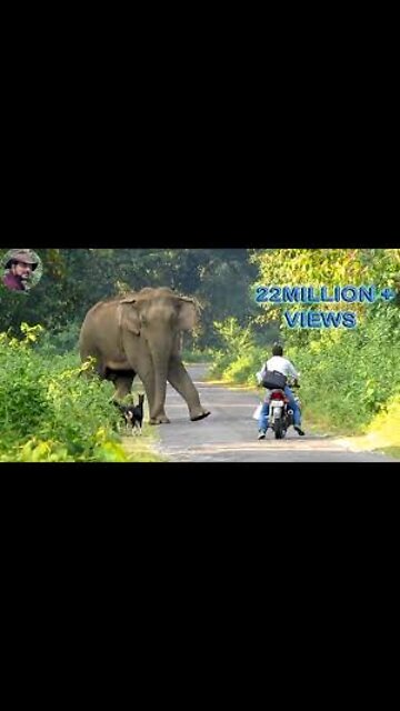 elephant herd attacks motorbike