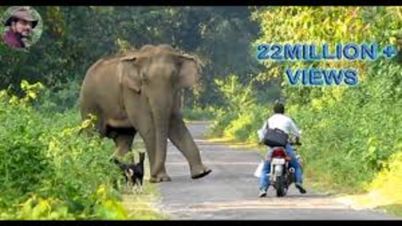 elephant herd attacks motorbike