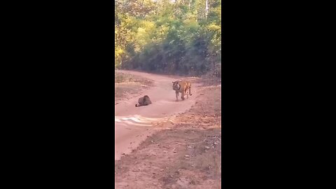 Tiger Fighting Clip