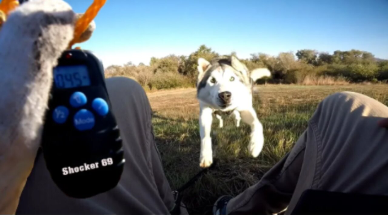 Siberian Husky Reacts To Electric Training Collar | Will It Stop Digging??