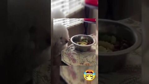 BEST FUNNY PET VIDEOS #6 - Try Not To Laugh #shorts