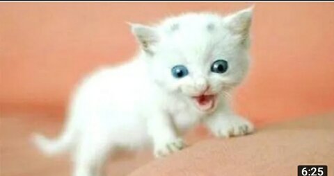 Cute cat vidio