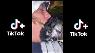 Animal TikTok Compilation- Corona Edition!!