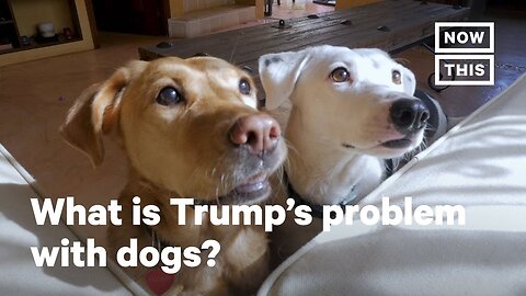 Trumps Problem With Dogs