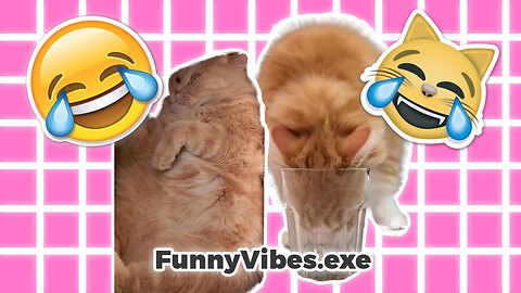 Viral Cats Funny Absurd Moment clips