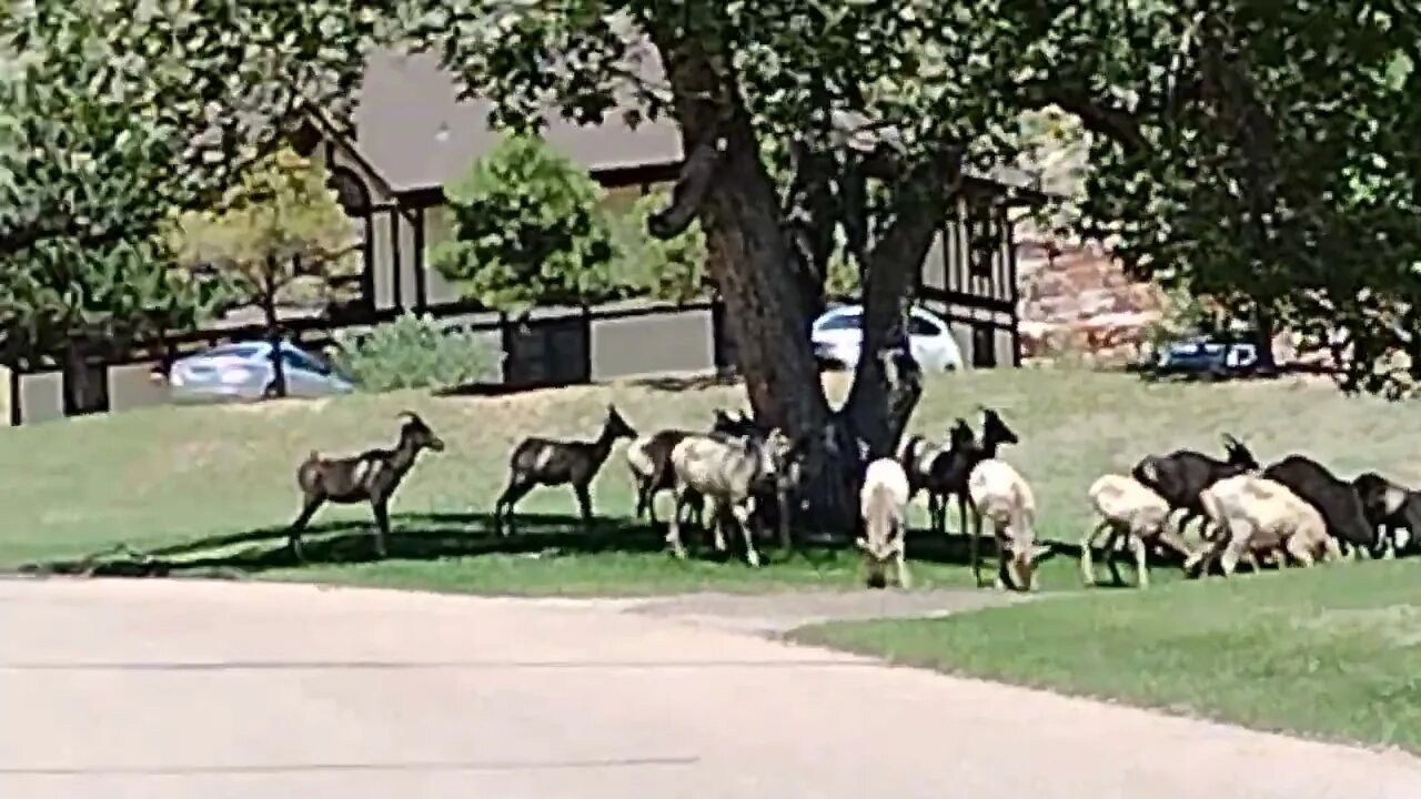 Big Horn Sheep young