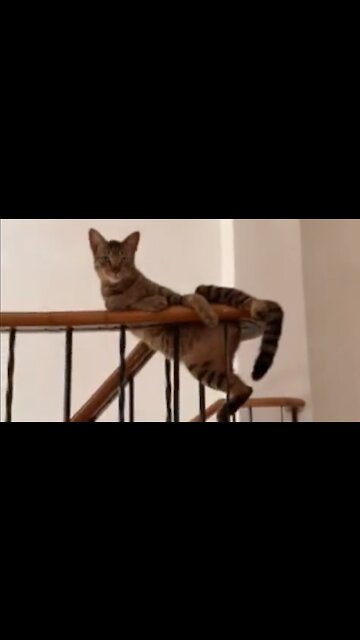 Cat Poses Like A Model For His Photoshoot