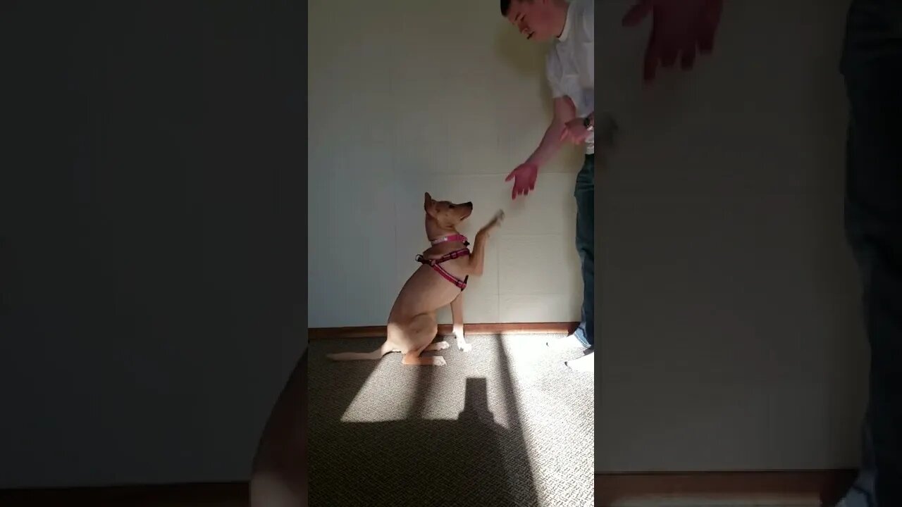 Dog Doing ASL Commands