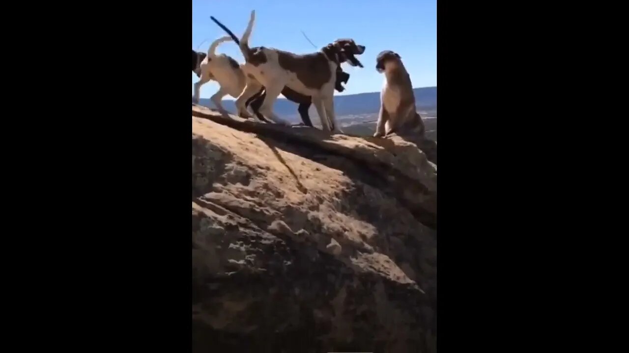 Cheetah vs dogs