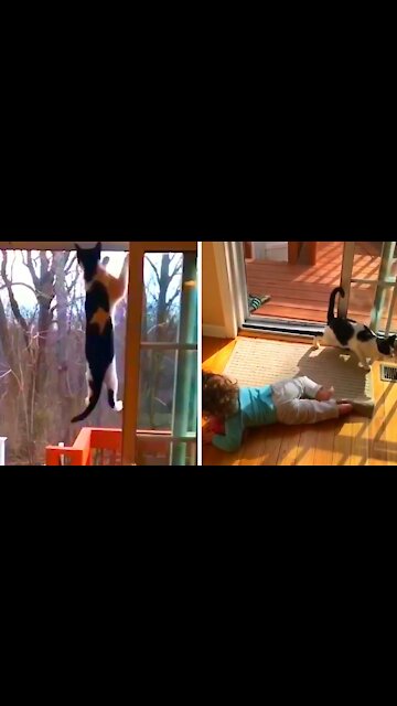 Cat getting stuck in the door falls on the baby
