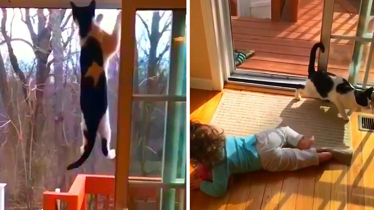 Cat getting stuck in the door falls on the baby