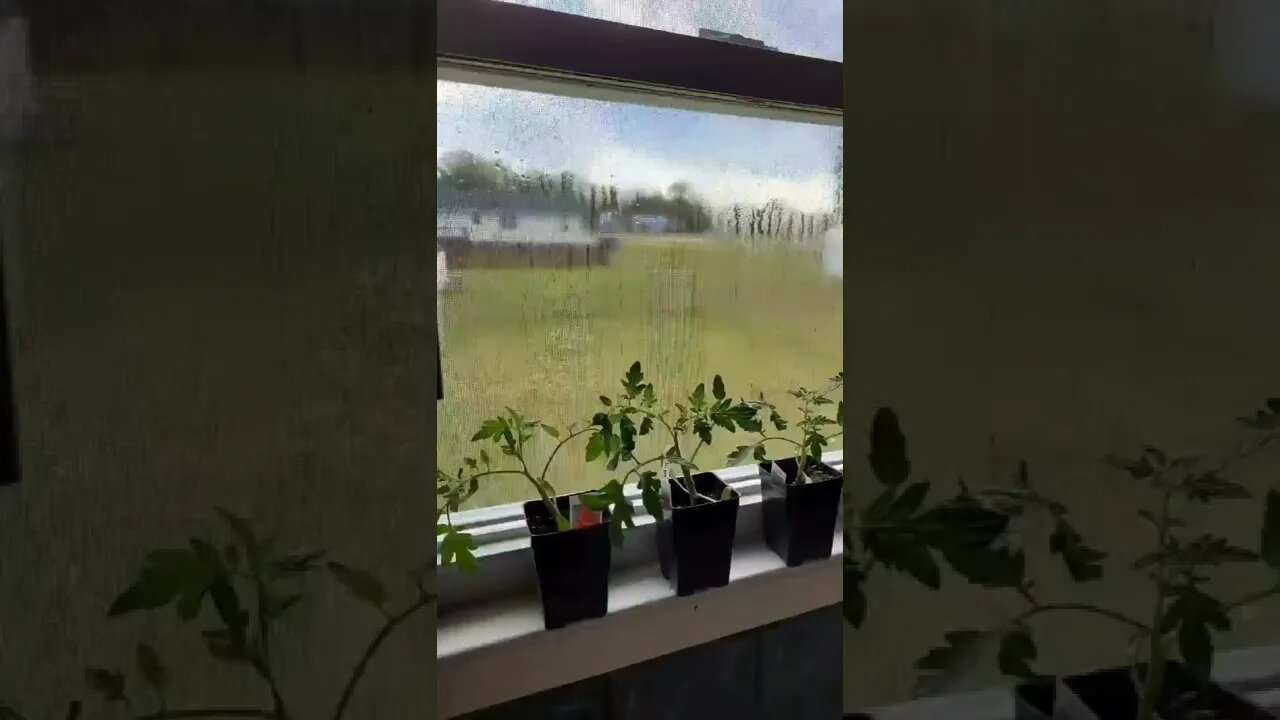 August Tomatoes