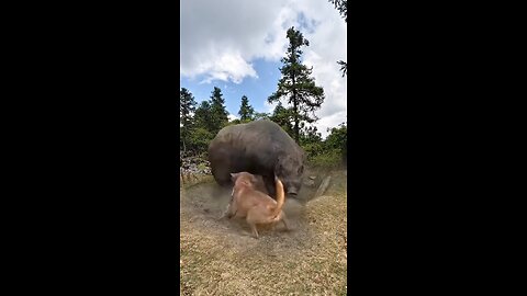 #dogandpig #piganddog #pig #dogandpigfriends #cleverdogandpig #dogandpigplaying