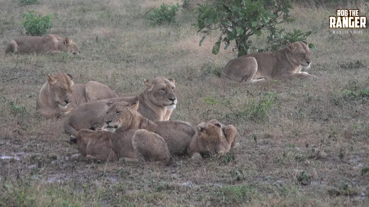 Unhappy Lions Caught In An African Thunderstorm