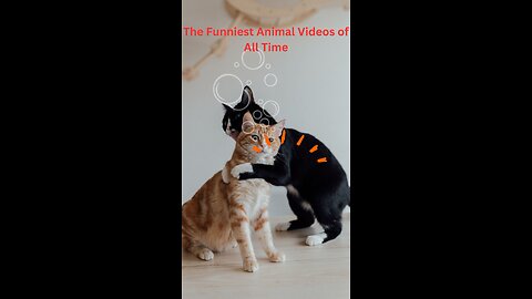 The Funniest Animal Videos of All Time