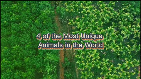 4 Of Most Unique Animals In the World