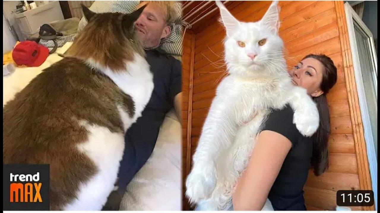 How Cats Chooses Their favorite person