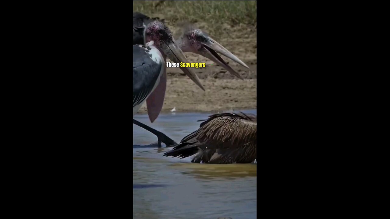 Graceful Guardians Merobol Storks and Their 🌎