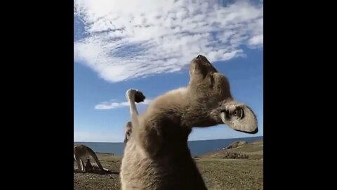 Kangaroo Vibing