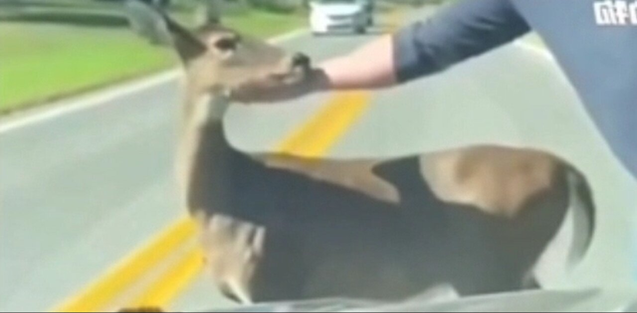 A mother deer came to the middle of the road for help