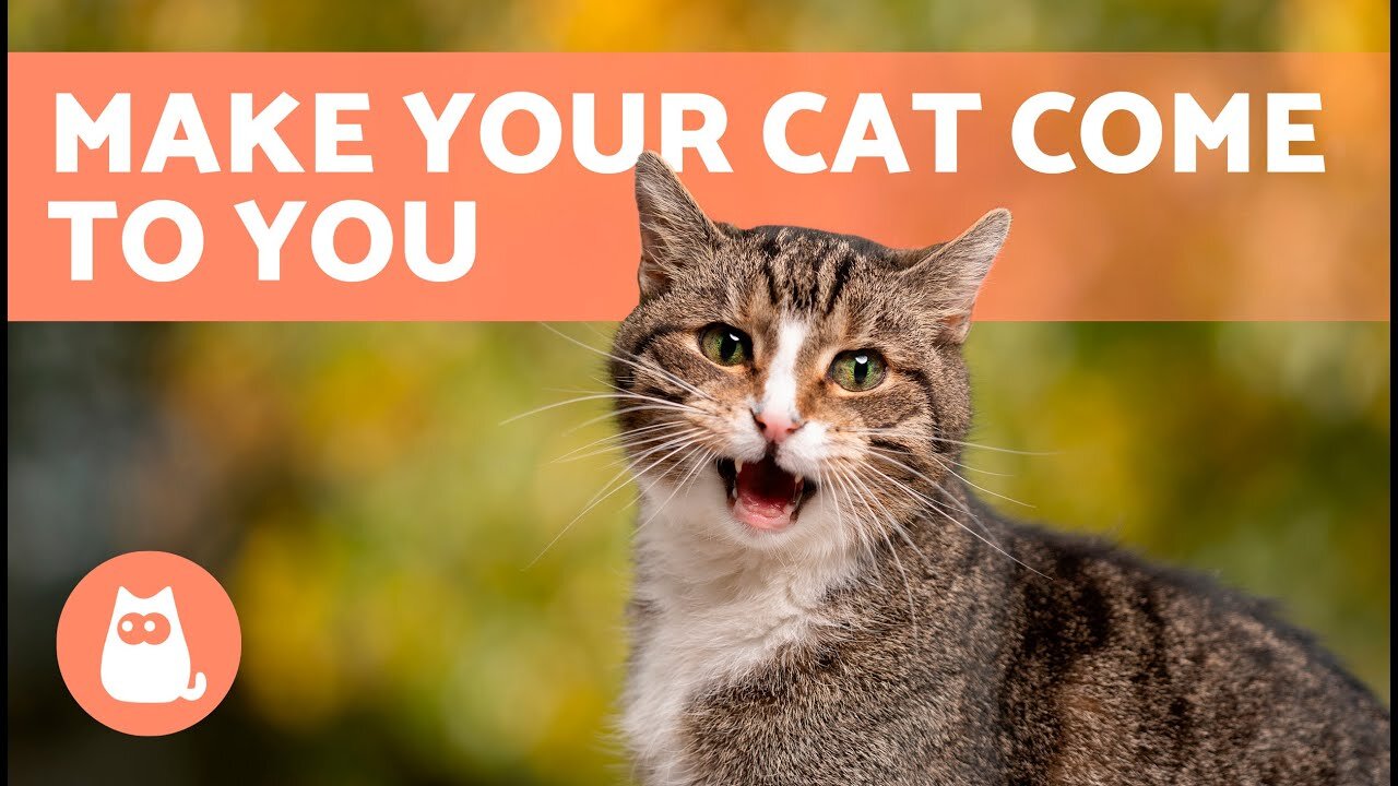 Sounds that attract cats - Meow to make cats come to you