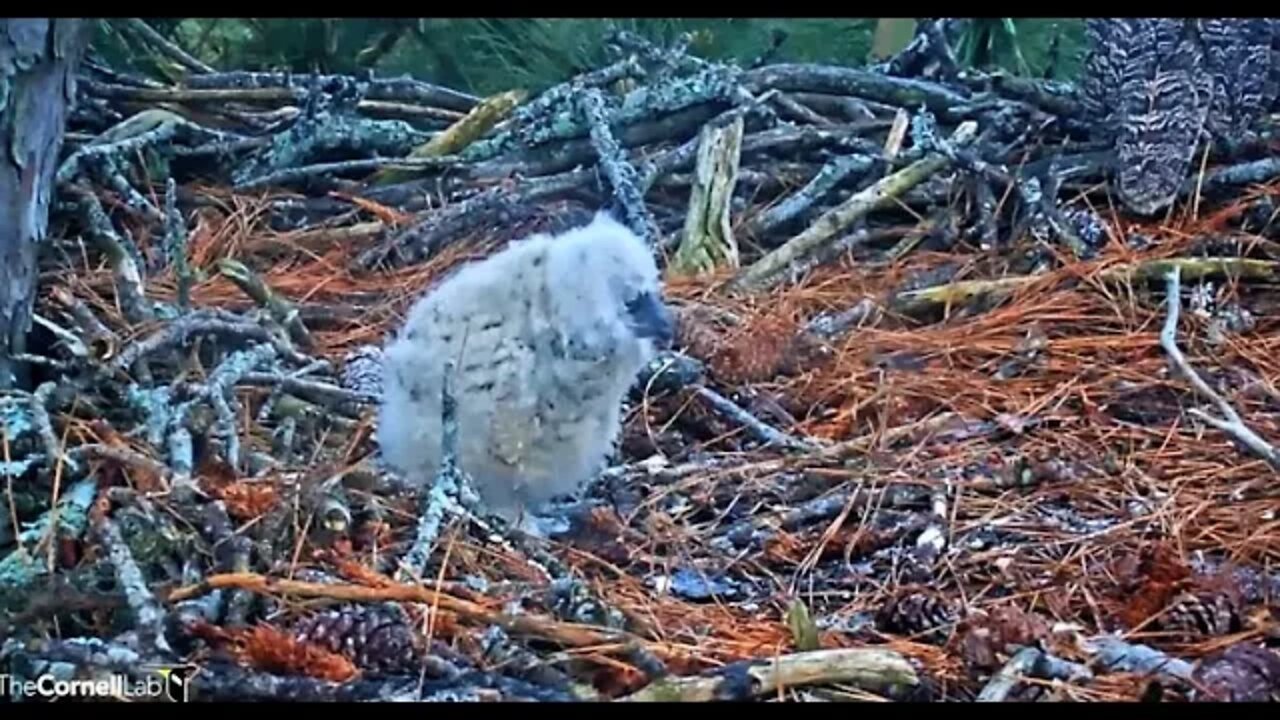 The Owlet's Starting to Learn Beak Cleaning 🦉 3/11/22 18:28