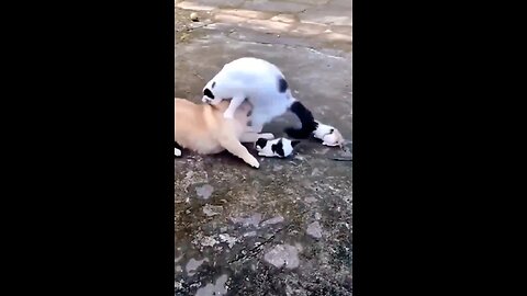 Dog🐕 and 🐅cat fight