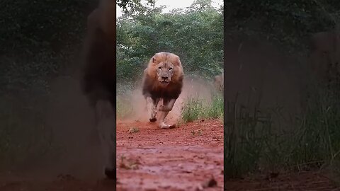 Angry lion