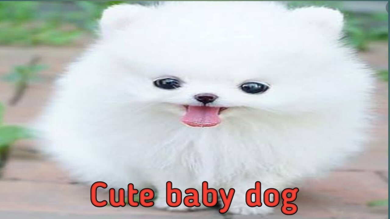 Cute Baby Dog 🐶 Fun Video.