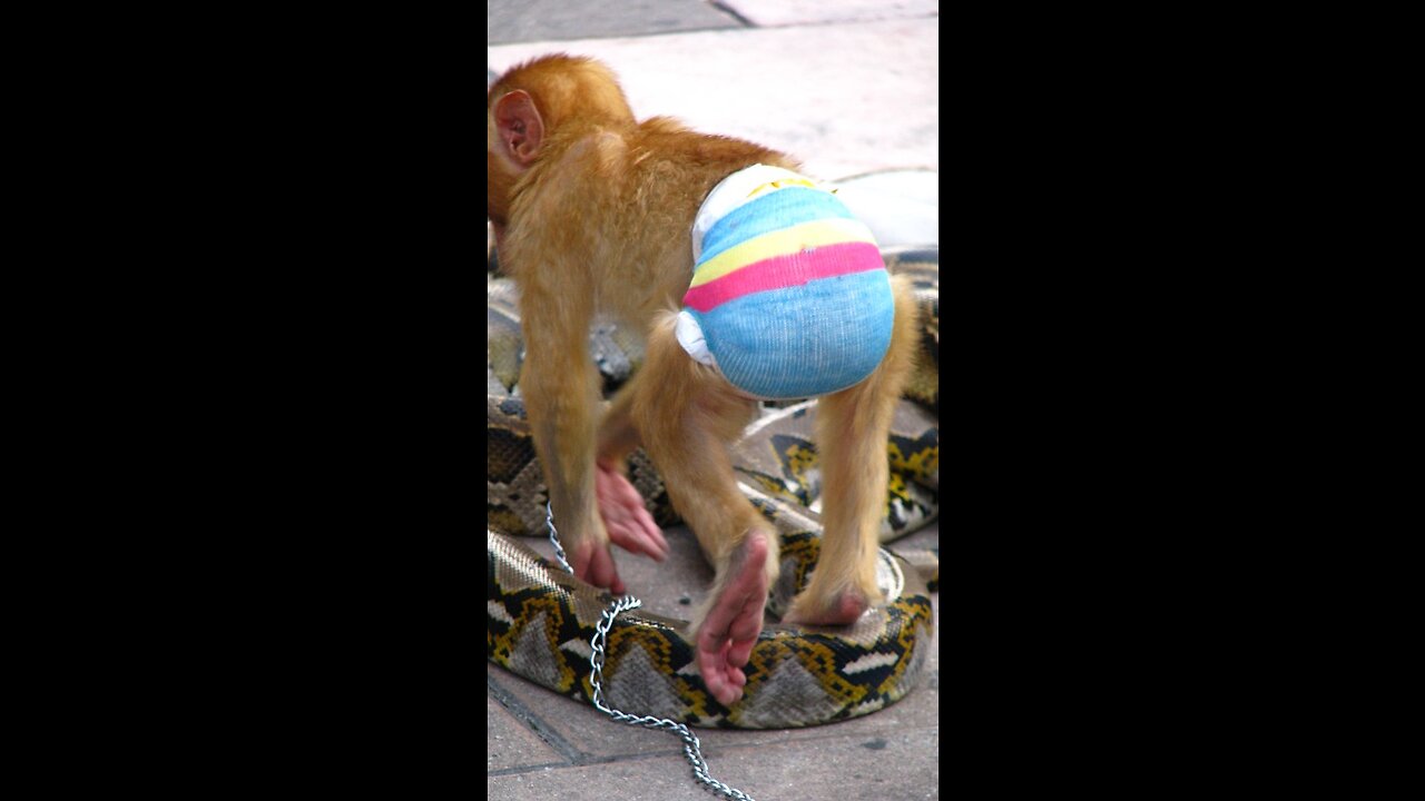 Animals funny video🤣🔥 Try to not laugh 😂