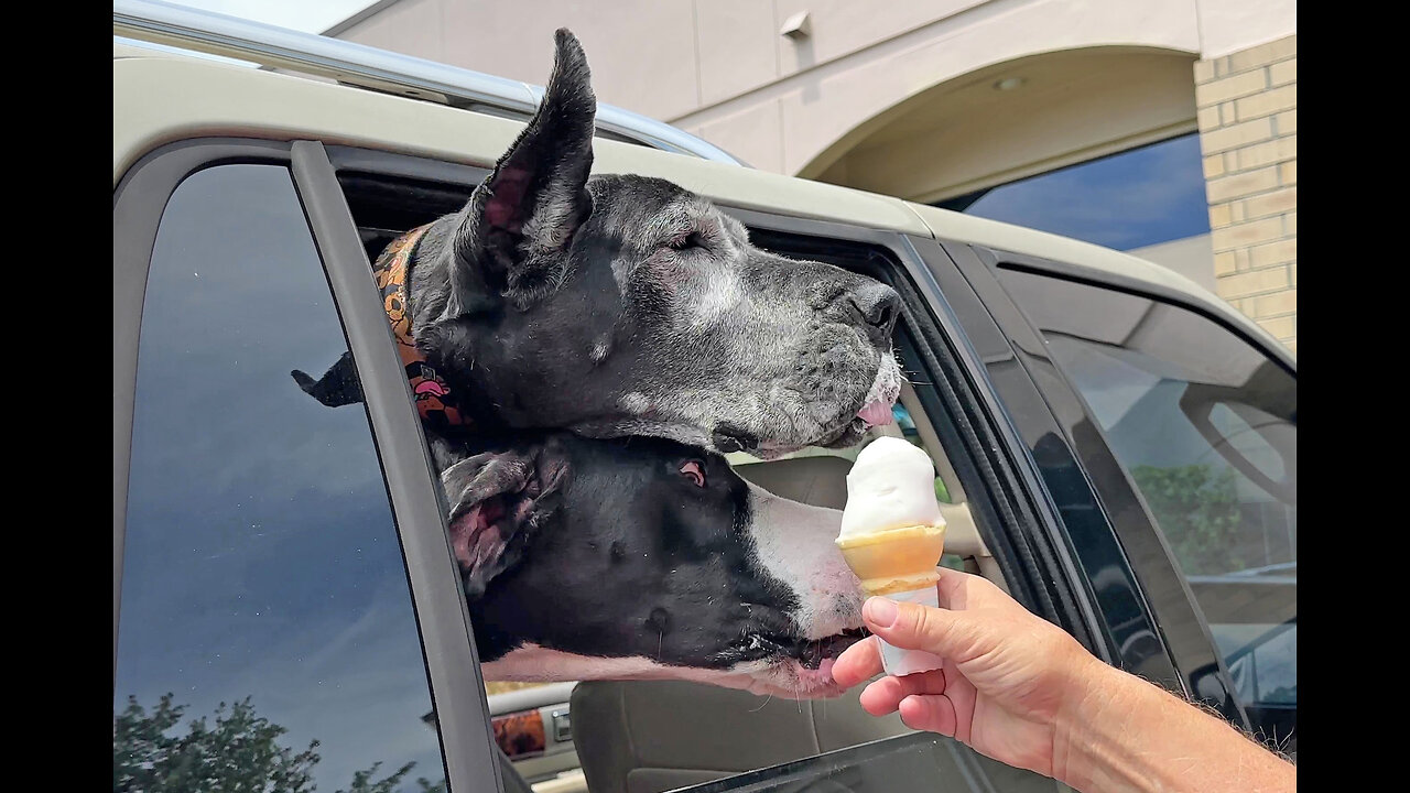 Happy Great Danes enjoy tasty burgers & ice cream cones