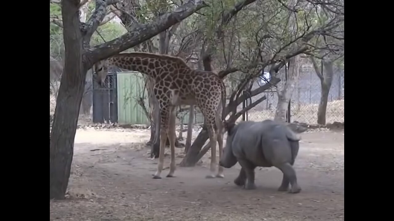 Baby Rhino Having Fun!