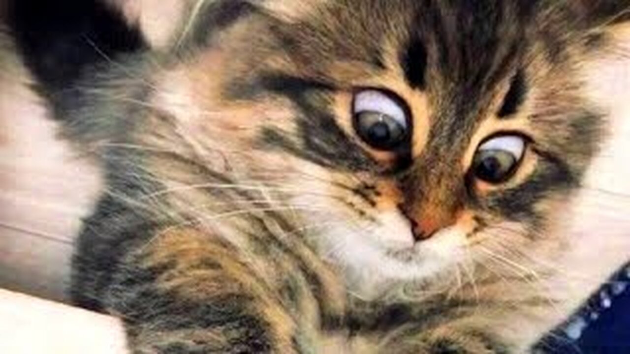Best Funny Animal Videos 2023 - Funniest Cats And Dogs Video - Part - 35