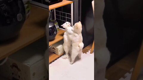 What's going on...🐈🐾🐶😜😅 #shorts #shortsfeed #clips #shortvideo