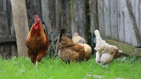 Most Beautiful Birds
