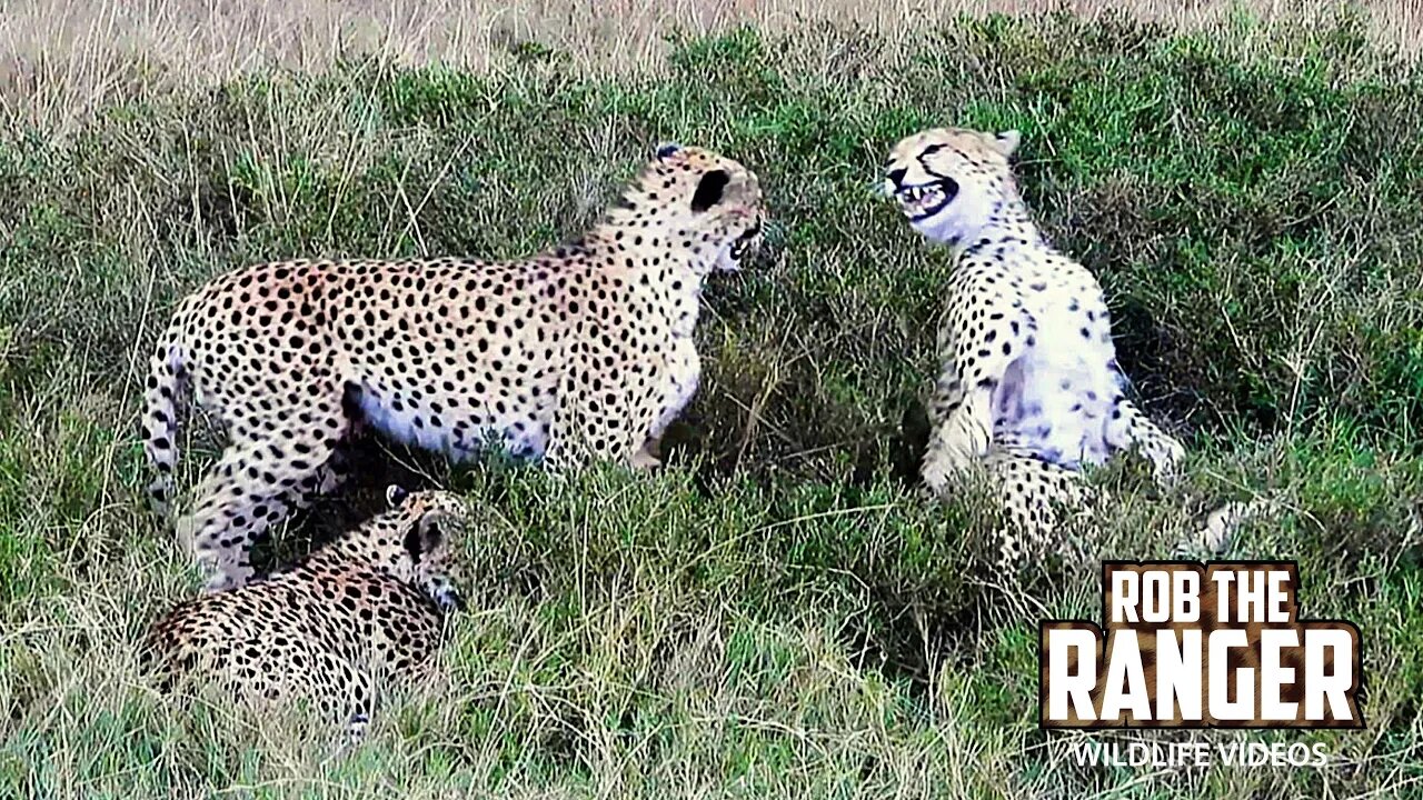 Dominant Cheetah Coalition Meet Young Male | Lalashe Maasai Mara Safari