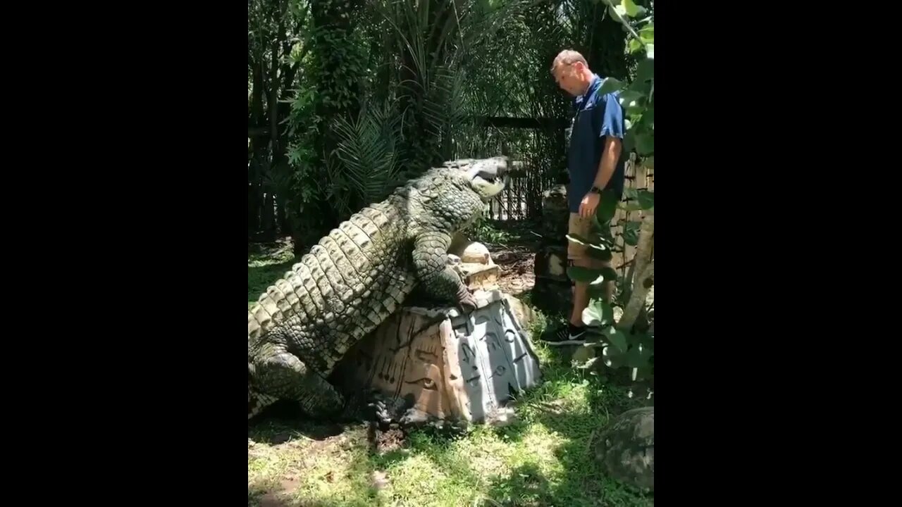 Petting a giant crocodile