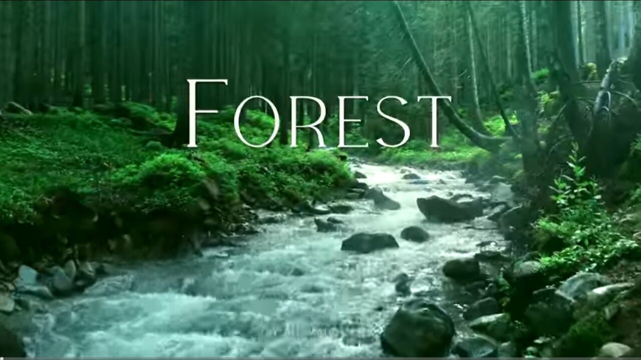 Forest 4K • Nature Relaxation Film • Peaceful Relaxing Music • 4k Video UltraHD