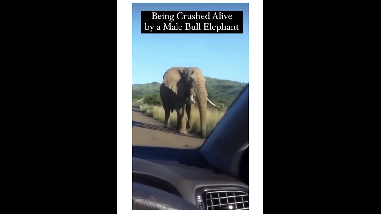 Crashed alive by a male bull elephant