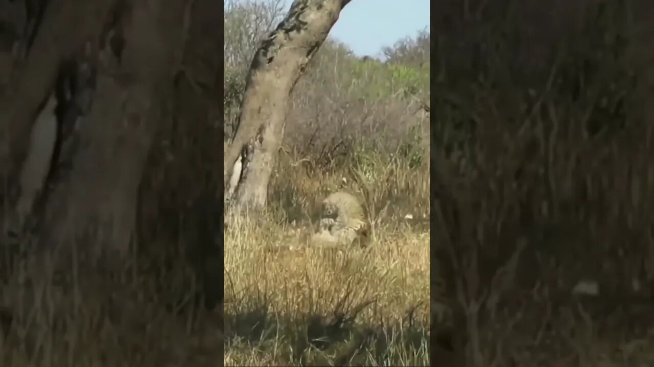 Scary nature 🔥