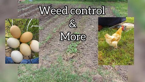 Weed control: Animal and Garden update.( cuteness level 10)