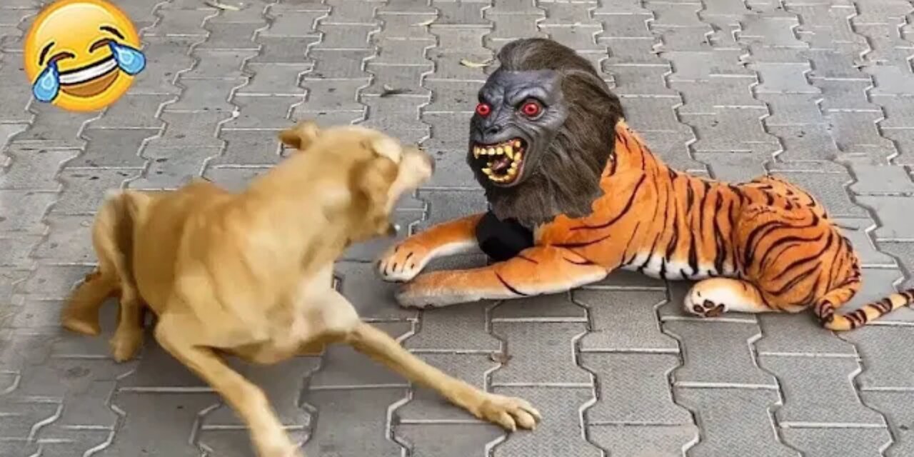 New Funny Animals π Funniest Cats and Dogs Videos πΊπΆ