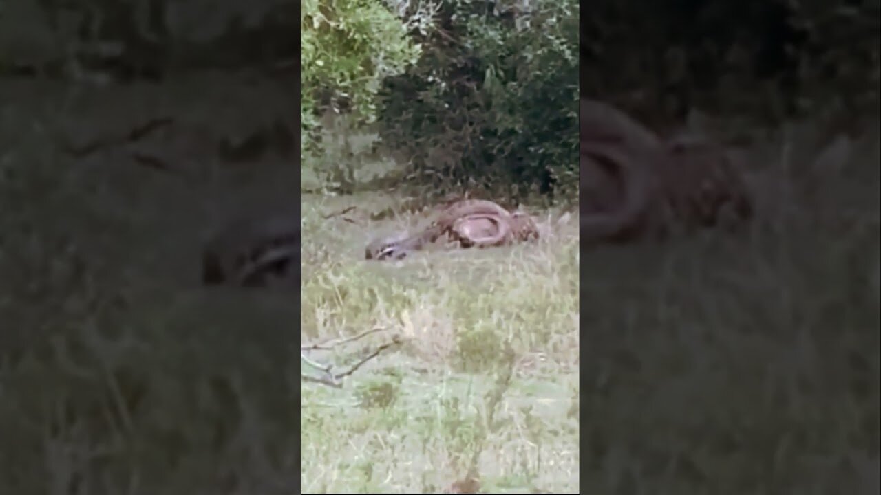 Python squeezes a leopard as it retaliates